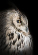 eagle-owl on dark background