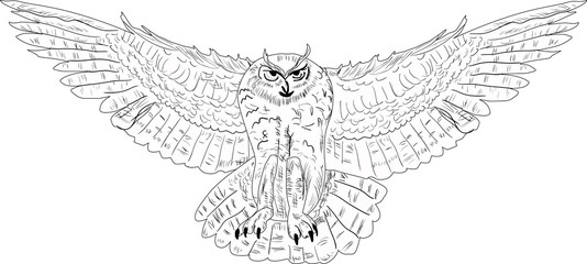 Wall Mural - owl in flight isolated on white illustration