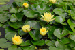 canvas print picture - Gelbe Seerosen (Nymphaea) Blüten und Blätter im Teich