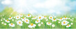Vector summer,  nature background, blue sky and green grass. Daisy field.