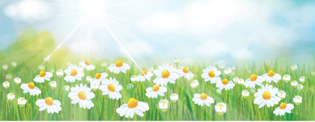 Wall Mural - vector summer, nature background, blue sky and green grass. daisy field.