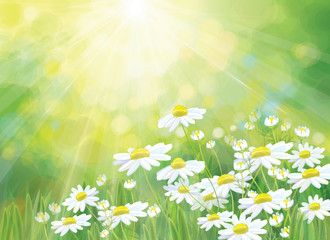 Wall Mural - vector summer, nature background. daisy flowers in sunshine.