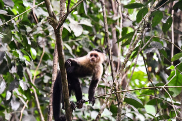 capuchin monkey primate , in Arenal Volcano area costa rica central america