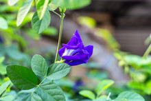 Purple Butterfly Pea Flower Blooming, Close Up With Green Leave Background.