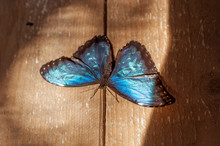 Blue Tropical Butterfly Morpho Peleides With Black Edging Of Wings And Dots Is On Wooden Floor