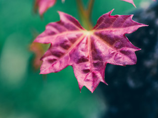 Purple leaf