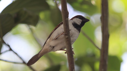 Bangladeshi Sparrow