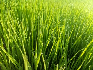 paddy crops in the morning with dew and very cold air illuminated by the morning sun