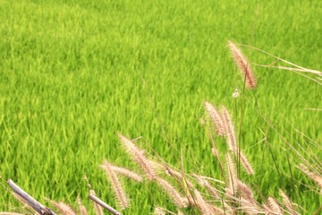 grass on a green background