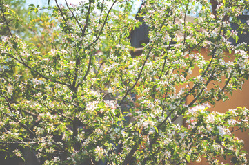 Spring banner of blooming trees. Natural background of spring flowering trees close-up and copy space.