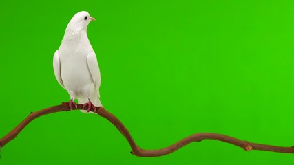 Sticker - Two white doves are sitting on a tree branch on a green screen.