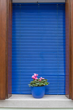Blue Window Flower