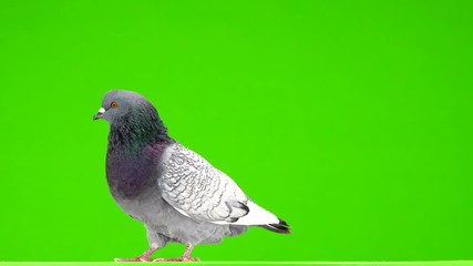 Poster - polish lynx dove isolated on green screen