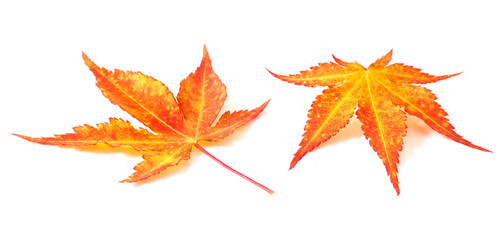 yellow japanese maple tree leaves (acer palmatum) isolated on a white background