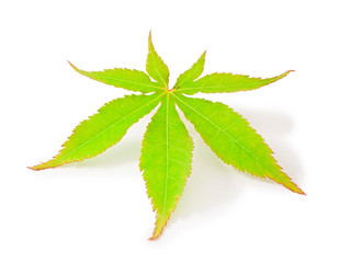 Wall Mural - Green japanese maple tree leaf (Acer palmatum) isolated on a white background 