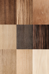 Wall Mural - european beech texture wood