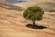 A Solitary Green Tree In A Dry Drought Affected Area Of South Australia