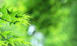 © Wheat field - Close-up of fresh green leaves lit up by light with blurred background