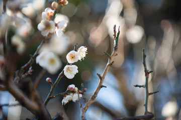 満開の梅の花