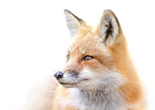 Red Fox (Vulpes Vulpes) Portrait Closeup In Algonquin Park, Canada
