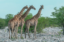 Three Giraffes In Etosha NP, Namibia