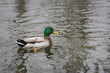 ducks swimming at a pond on winter in Spain