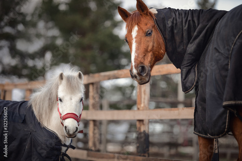 Fotografía portrait of red adult horse and white cute pony in blankets and halters in paddo