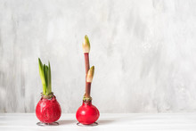 Amaryllis Flower Bulbs With Sprouts And Bud On A Gray Light Background. Spring Garden Season.