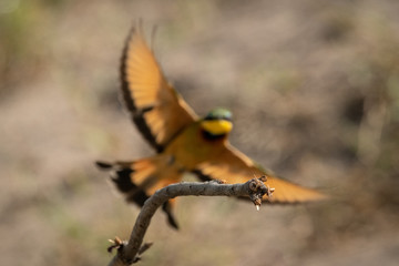 Little bee-eater about to land on branch