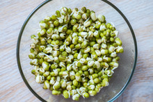 Sprouts Of Mung Bean, Germination Of Seed Sprouts For Nutrition, A Raw Food Diet And Vegetarianism