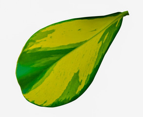 Wall Mural - Green and yellow leaf isolated on white background with clipping path