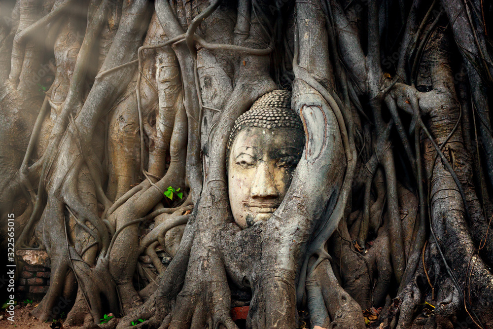Buddha head in tree ayutthaya Thailand travel concept.Wat Mahathat temple is favorite place of Ayutthaya and world heritage.The buddha face is amazing. - obrazy, fototapety, plakaty 