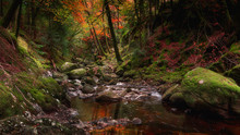 Stream Flowing In Rocky Gorge, In Autumn Woodland.Fairytale Landscape Scene.Tranquil Nature.Dreamlike Forest Scenery.