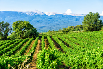 Poster - Weinanbau am Mont Ventoux in der Provence