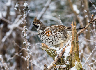 Wall Mural -  Grouse