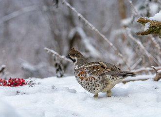 Wall Mural -  Grouse