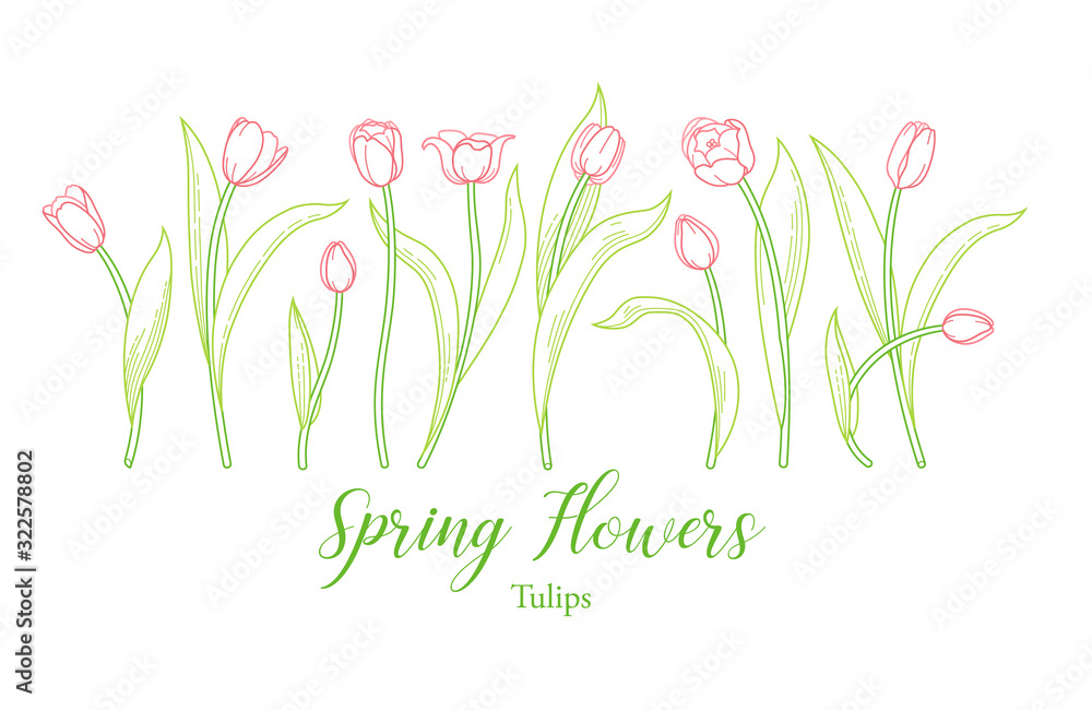 Vector line art set of tulips, spring flowers. Tulip flower - obrazy, fototapety, plakaty 