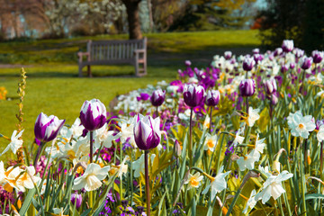 Wall Mural - Beautiful english park in spring. Tulips and daffodils in bloom. View on bench