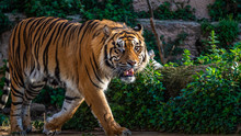 One Eyed Sumatran Tiger (Panthera Tigris Sumatrae).