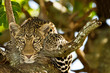  leopard on tree, leopard portrait in the wilderness of Africa