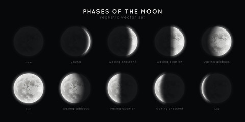 Wall Mural - realistic phases of the moon. vector elements lunar collection. moonlight