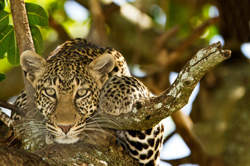 leopard on tree, leopard portrait in the wilderness of africa