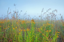 Landscape At Dawn Of Tall Grass Prairie With Goldenrod, Michigan, USA
