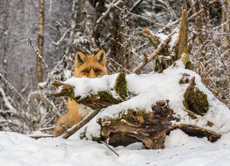 Wall Mural - Fox