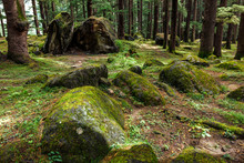 Pine Forest With Rocks And Green Moss