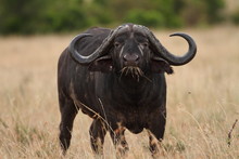 African Buffalo, Cape Buffalo In The Wilderness Of Africa