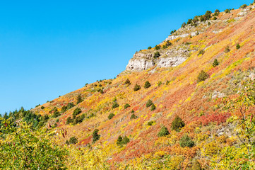 Wall Mural - Oak Foliage Changing in Fall American West 