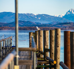 A lone seagull stands on a wooden post by a pier on a lake.