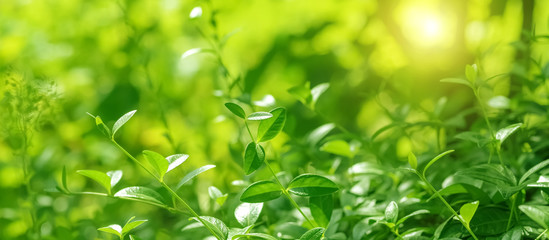Wall Mural - fresh green leaves in the sunlight, border. spring nature background. selective focus.