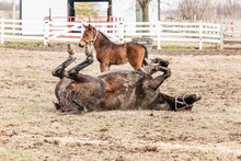 A Week Old Foal Watches It's Mother Roll On Her Back In A Muddy Pasture.